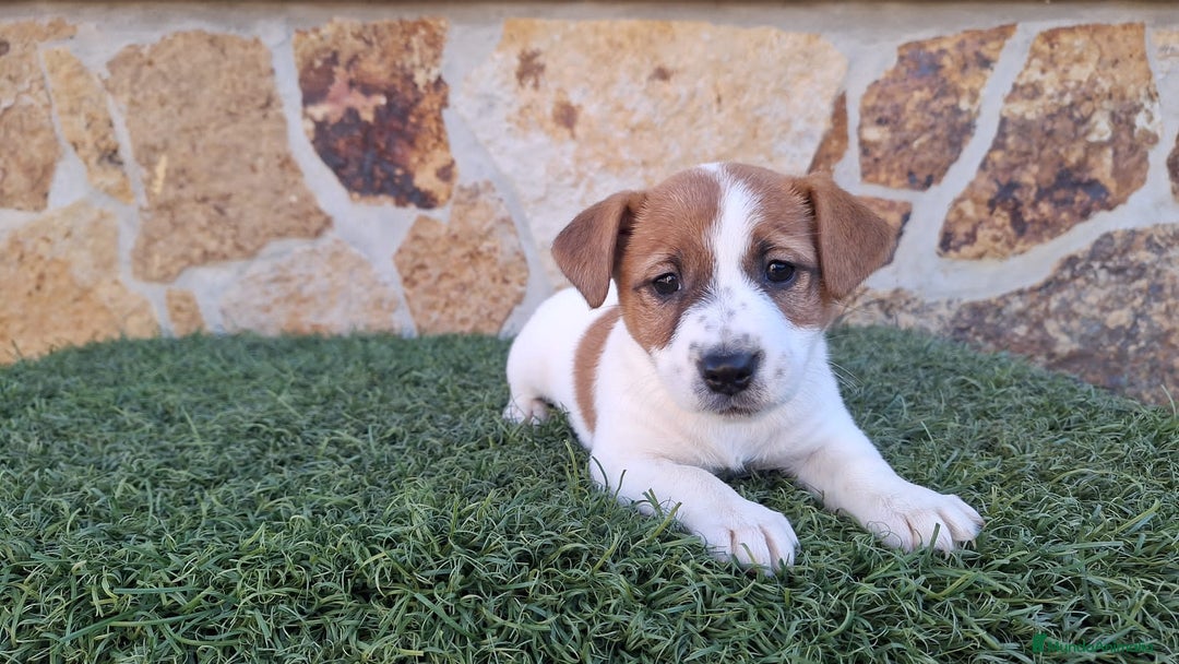 Jack Russell Terrier perros en venta: Jack Russell juguetones bicolor  - Anuncio 3