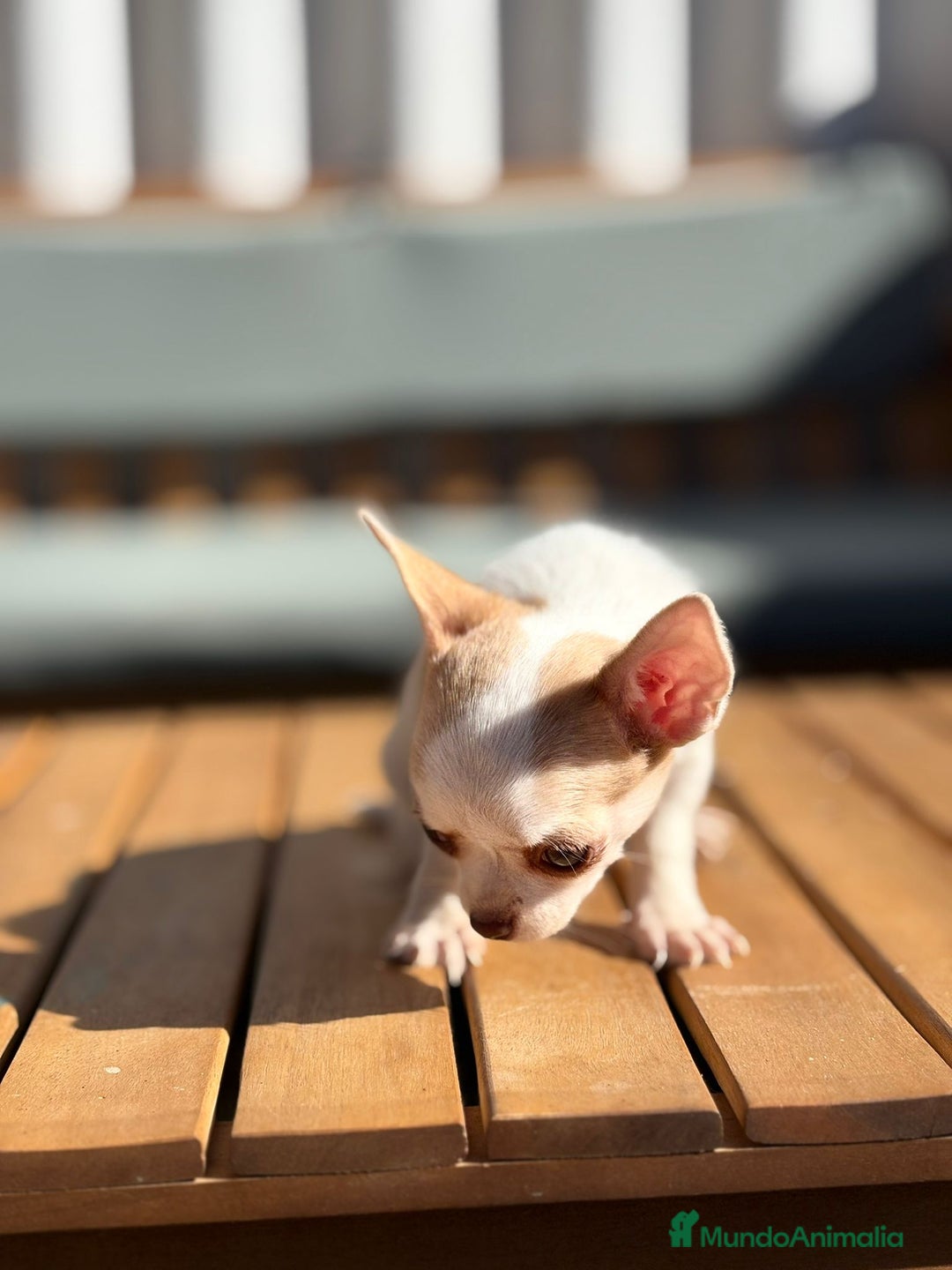 Chihuahua perros en venta: Chihuahua Toy Rusos - Imagen 19