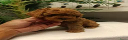 Caniche Toy perros en venta: CANICHE TOY HEMBRA  - Anuncio 2