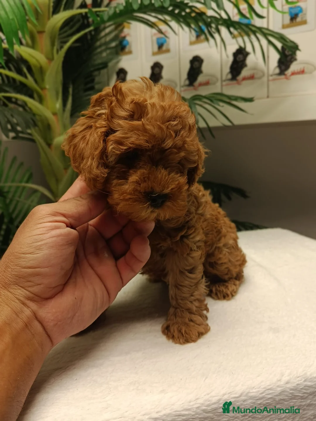 Caniche Toy perros en venta: CANICHE TOY HEMBRA  - Anuncio 2