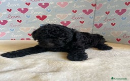 Caniche Toy perros en venta: Caniche toy - Imagen 3