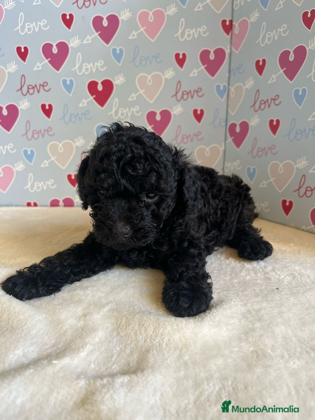 Caniche Toy perros en venta: Caniche toy - Imagen 3
