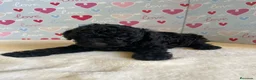 Caniche Toy perros en venta: Caniche toy - Anuncio 3