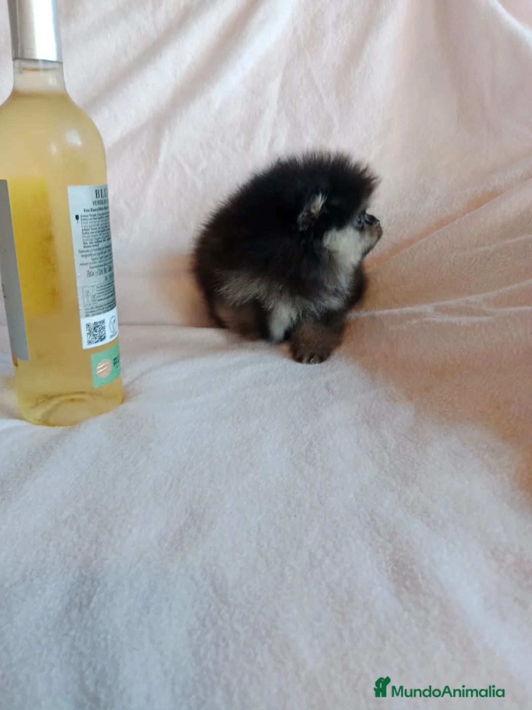 Pomerania perros en venta: Pomerania machos y hembras disponibles  en Granada - Anuncio 6