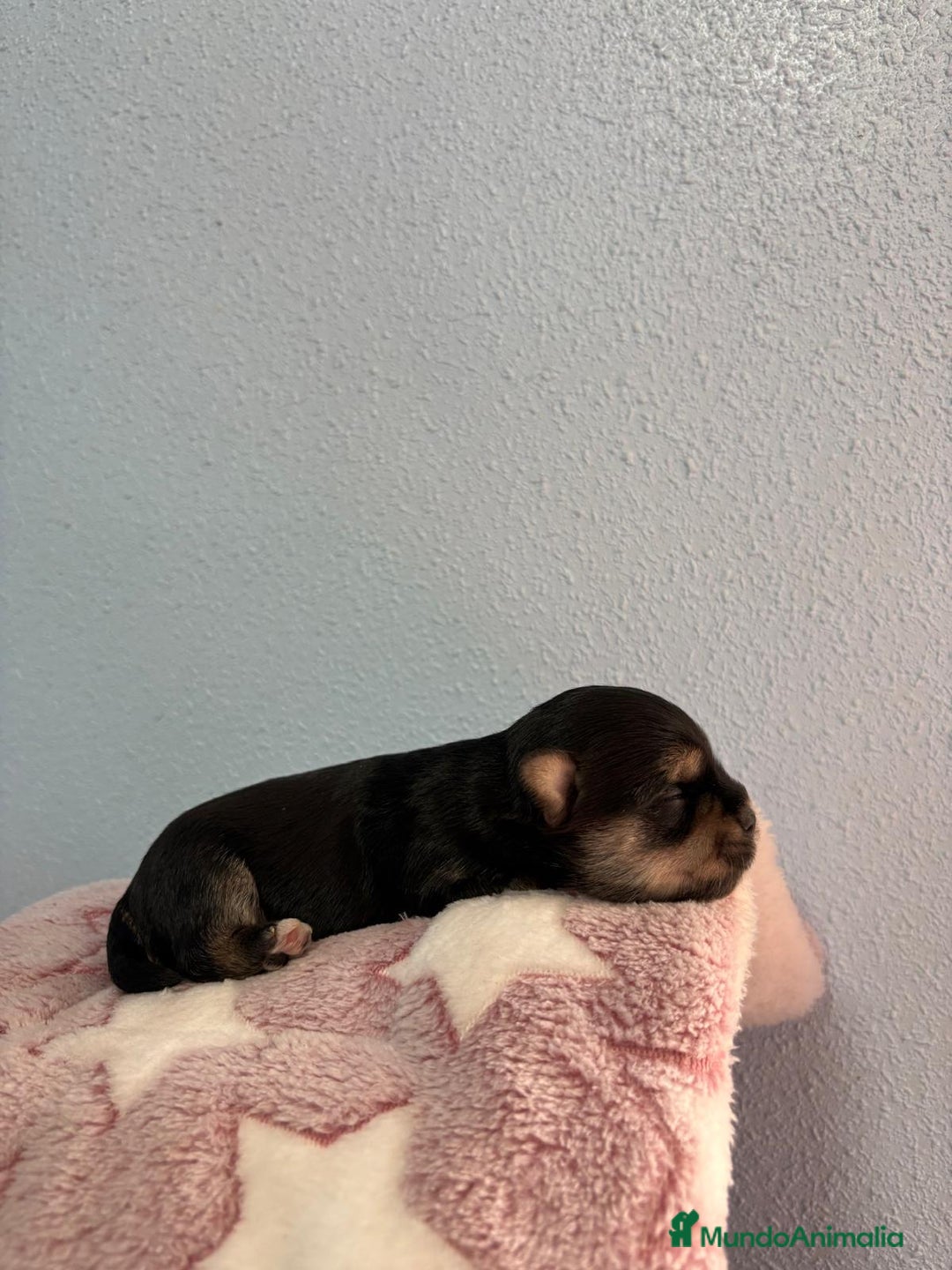 Morkie perros en venta: Morkie - Anuncio 4