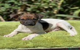 Ratonero Bodeguero Andaluz perros en venta: Bodeguero - Imagen 2
