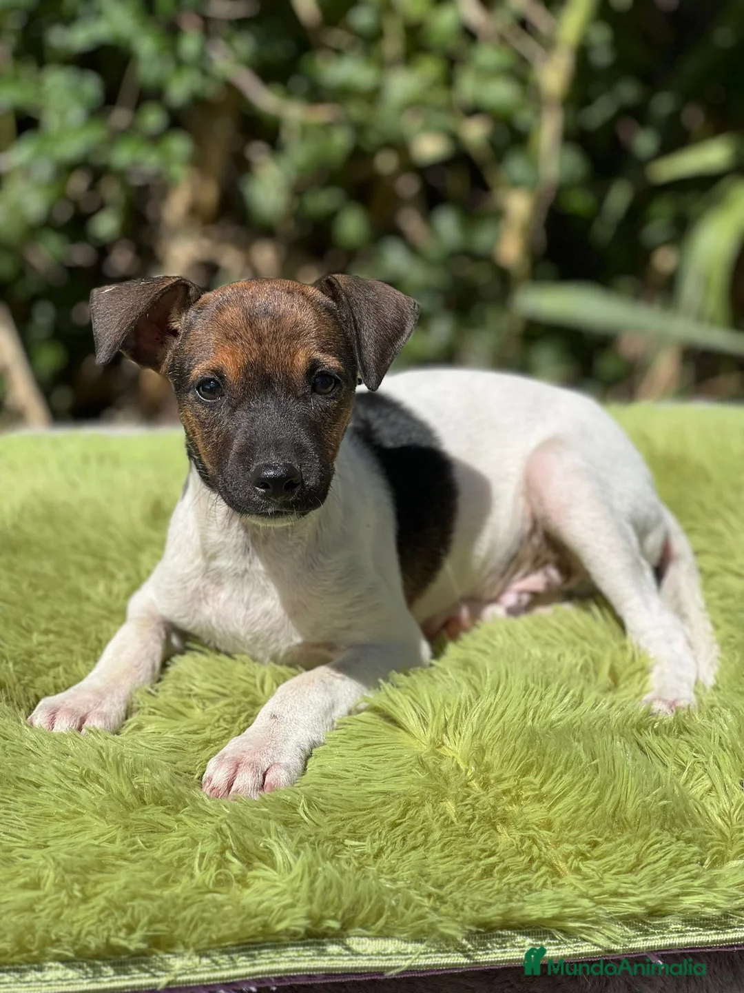 Ratonero Bodeguero Andaluz perros en venta: Bodeguero - Anuncio 2