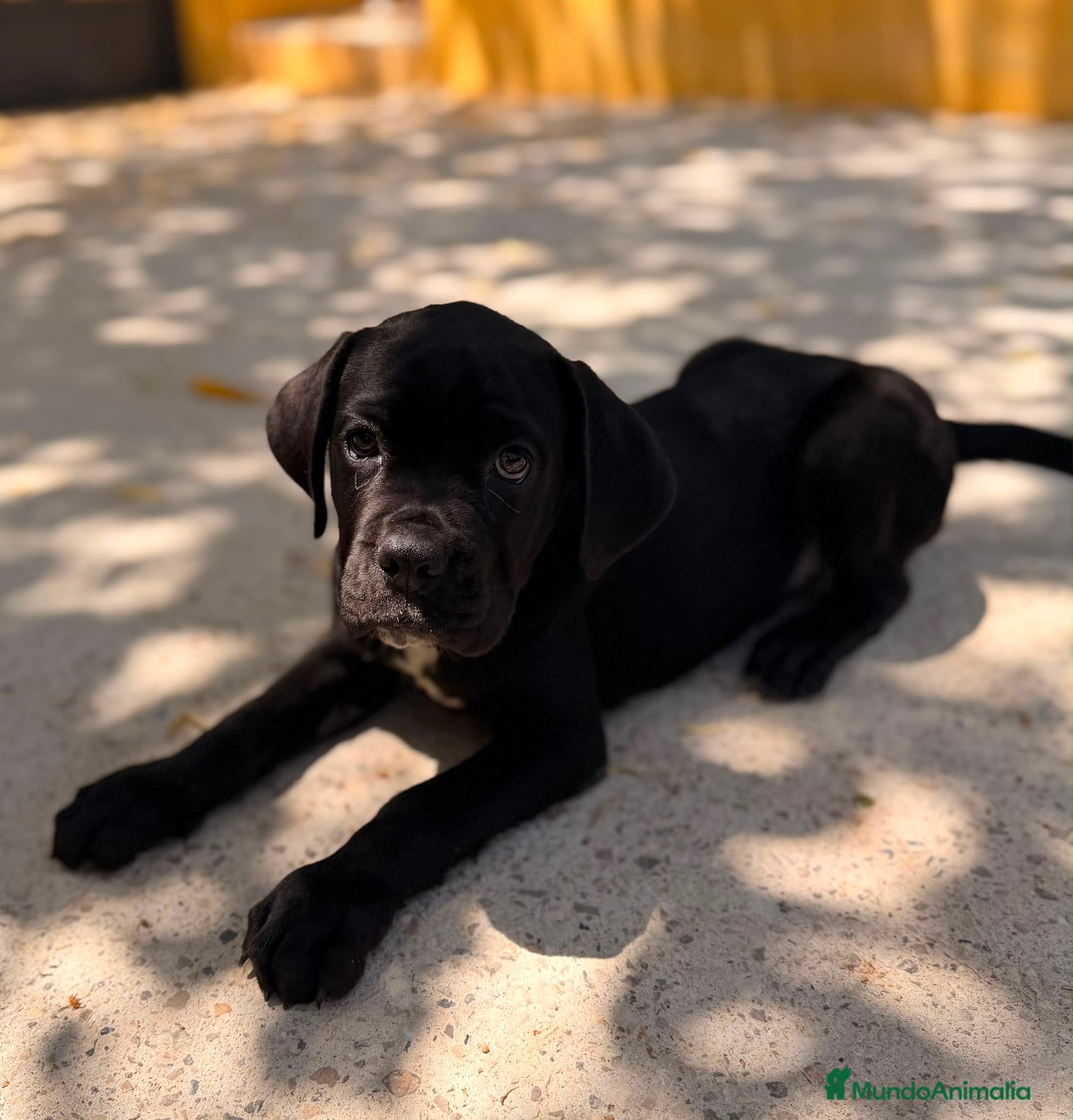 Cane Corso perros Cane corso negro  - Anuncio 1