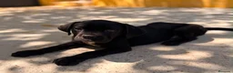 Cane Corso perros en venta: Cane corso negro  - Anuncio 1