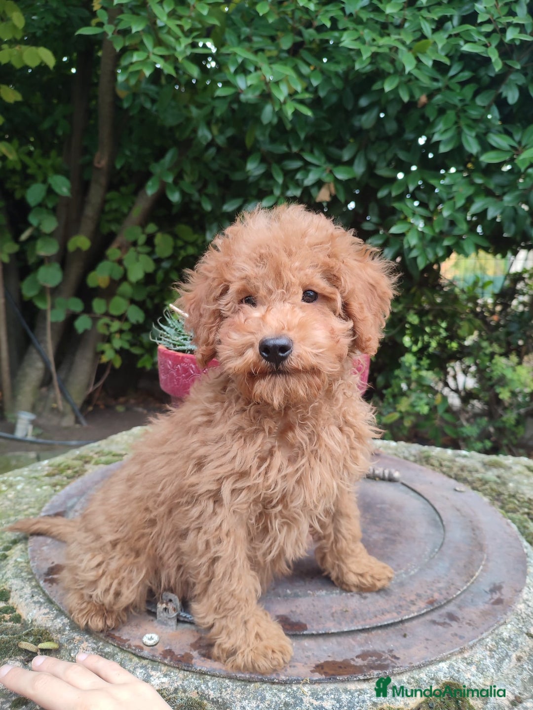 Caniche Enano perros en venta: Machito caniche enano - Imagen 2