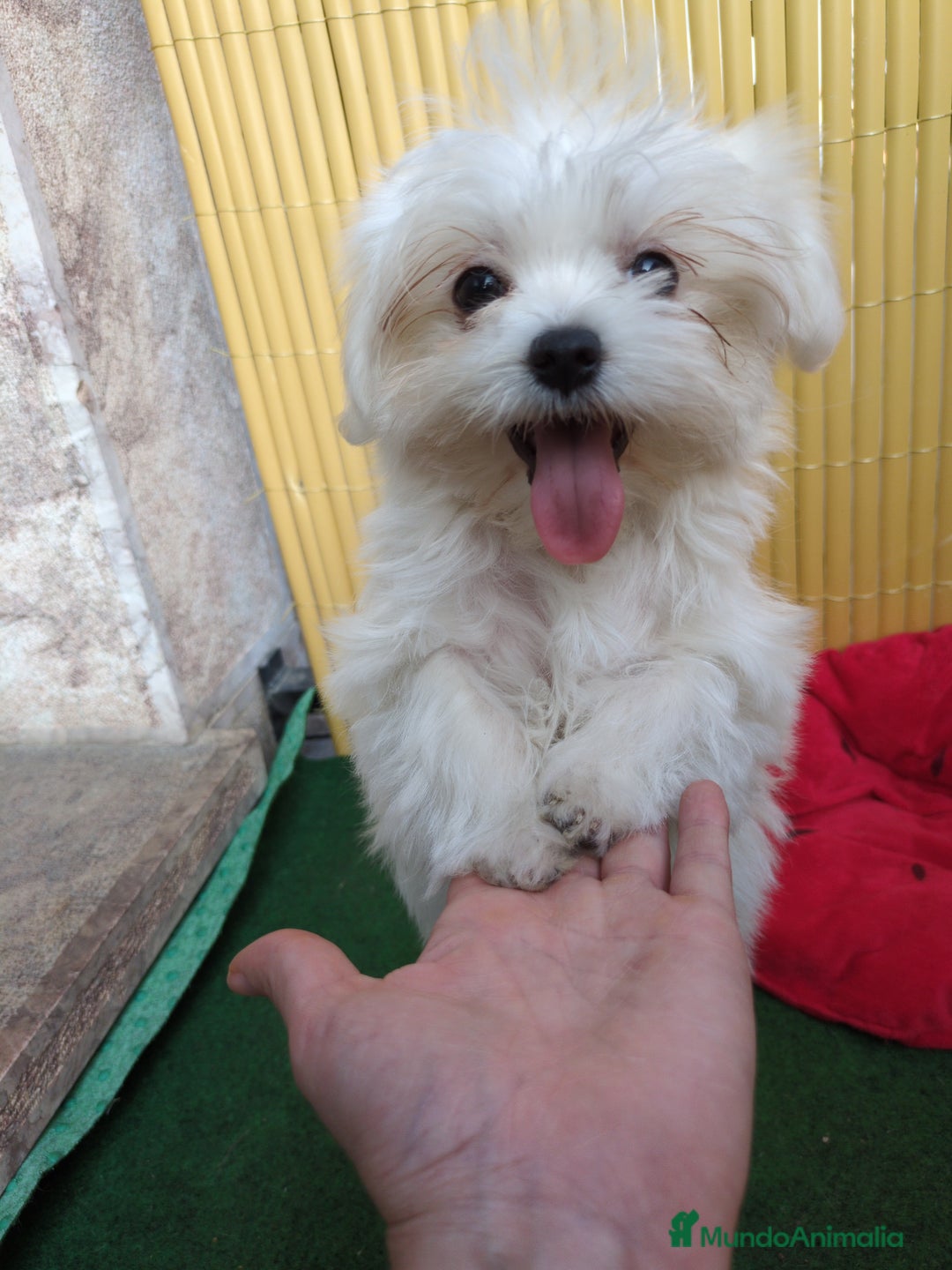 Bichón Maltés perros en venta: Camada de bichón maltés - Imagen 20