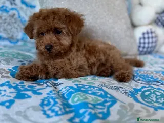 Caniche Toy perros Caniche Toy Macho muy chiquitín !!! - Anuncio 2