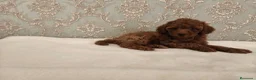 Caniche Toy perros en venta: Caniche toy - Anuncio 10