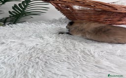 Pomerania perros en venta: POMERANIA HEMBRA - Imagen 3