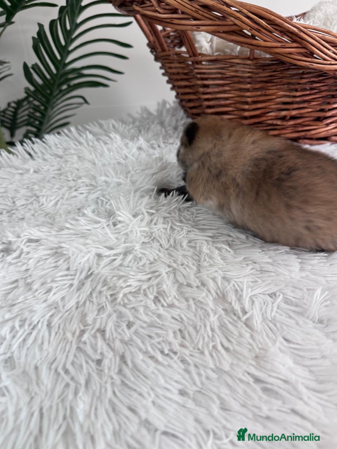 Pomerania perros en venta: POMERANIA HEMBRA - Imagen 3