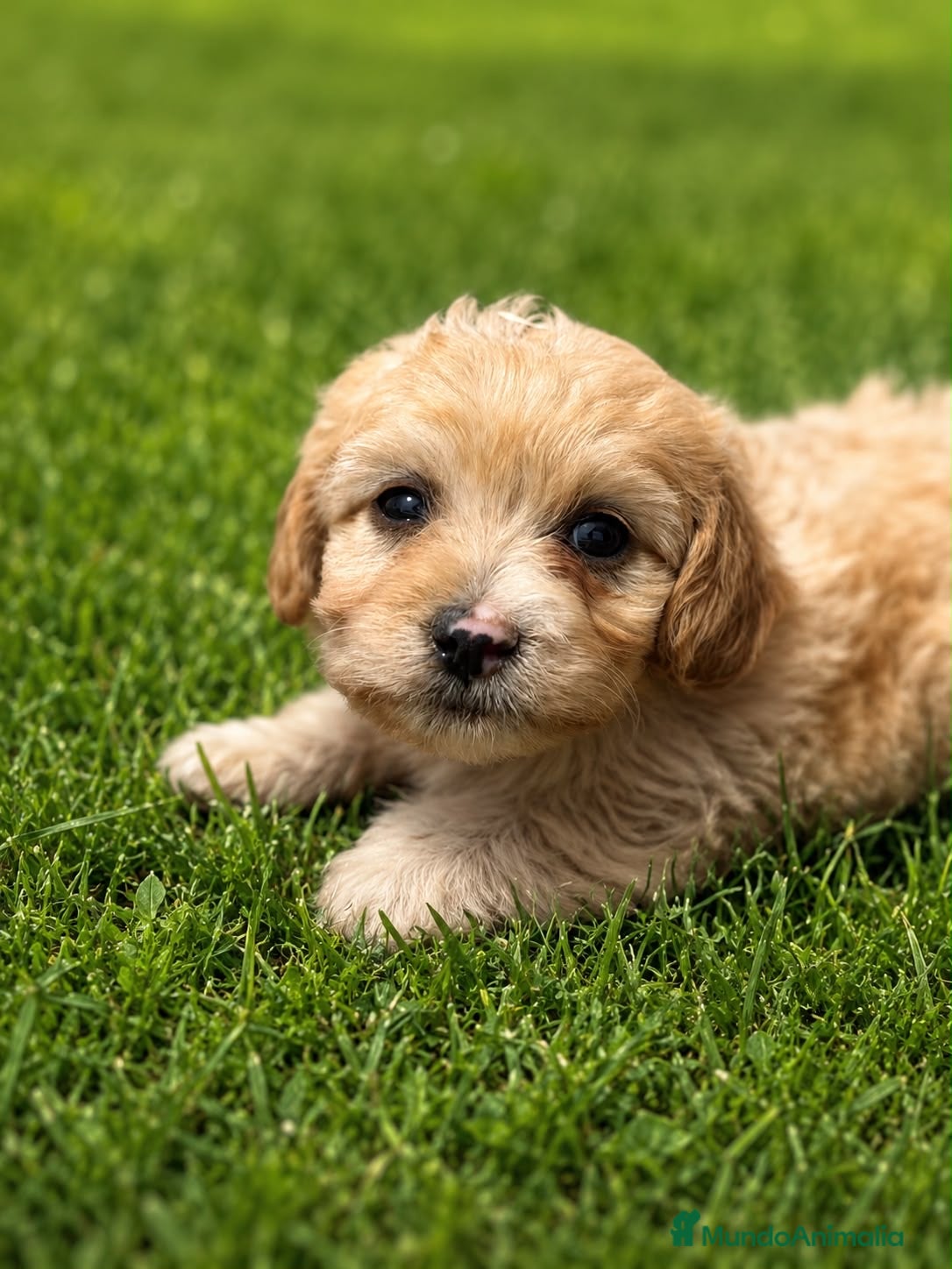 Maltipoo perros en venta: Maltipoo hembra - Anuncio 2
