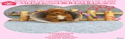 Caniche Toy perros en venta: PRECIOSOS CANICHE  ROJO LINEA TOY   - Anuncio 12