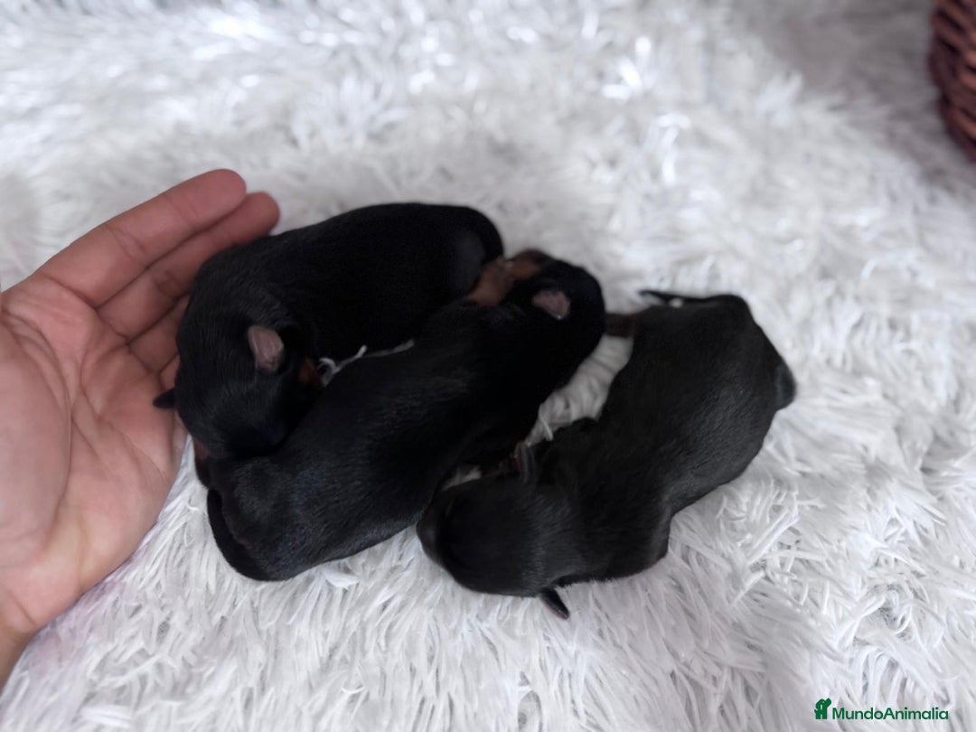 Yorkshire Terrier perros en venta: YORKSHIRE TERRIER - Imagen 7