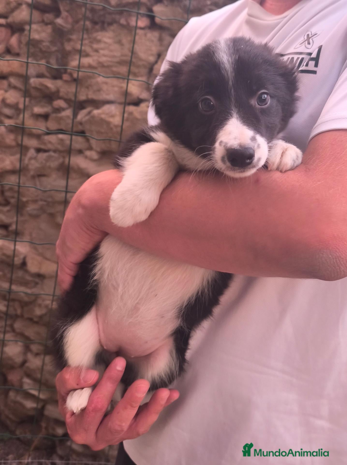 Border Collie perros Cachorros border collie puros! 2 meses - Anuncio 2