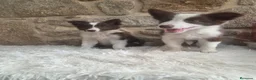Border Collie perros en venta: Cachorros de border collie - Anuncio 6