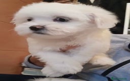 Bichón Maltés perros en venta: Bichon maltés  - Imagen 11