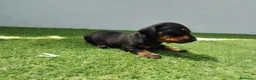 Teckel perros en venta: Teckel - Anuncio 3