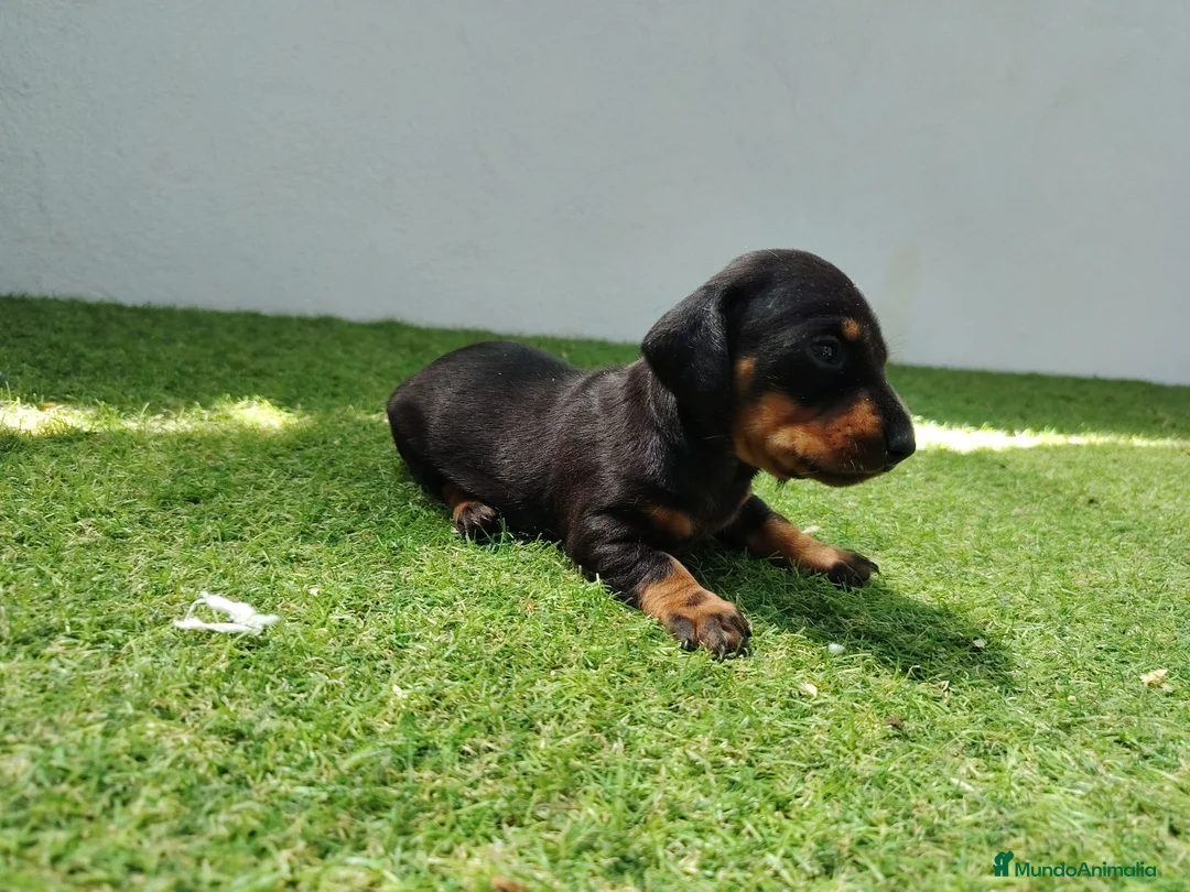 Teckel perros en venta: Teckel - Anuncio 3