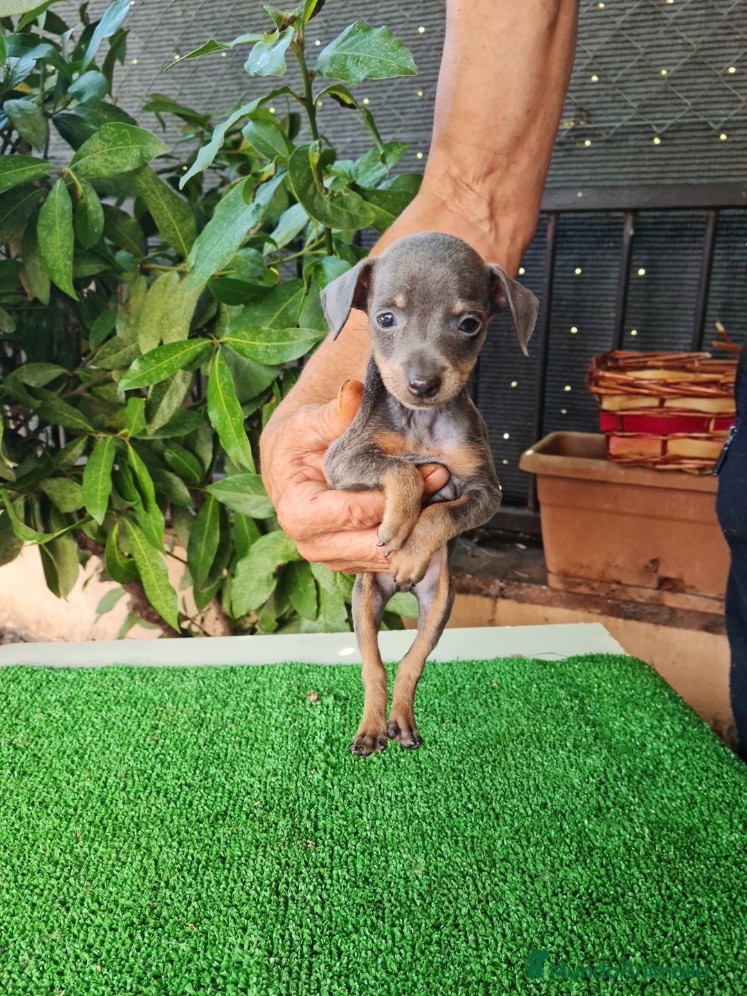 Ratón de Praga perros en venta: Raton de praga - Imagen 14