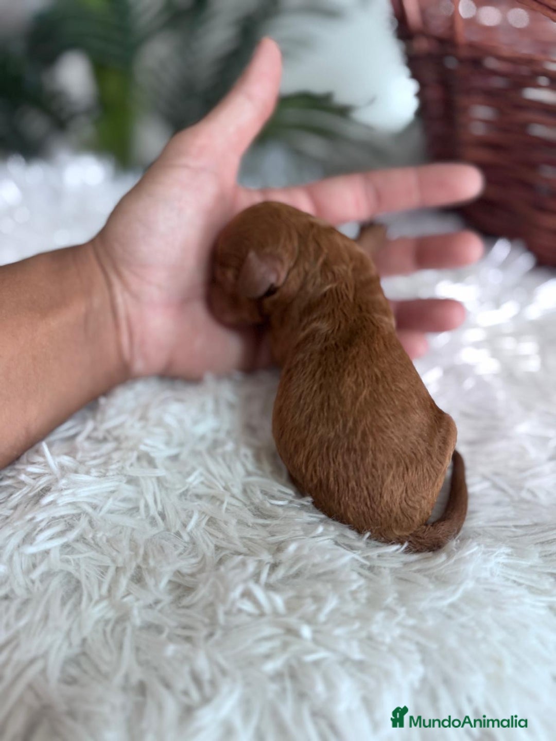Caniche Toy perros en venta: CANICHE TOY ROJA - Imagen 7