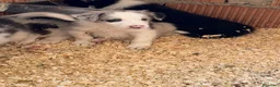Border Collie perros en venta: Borde collie  - Anuncio 4