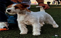 Jack Russell Terrier perros en venta: Camada de Jack Russell terrier - Imagen 2