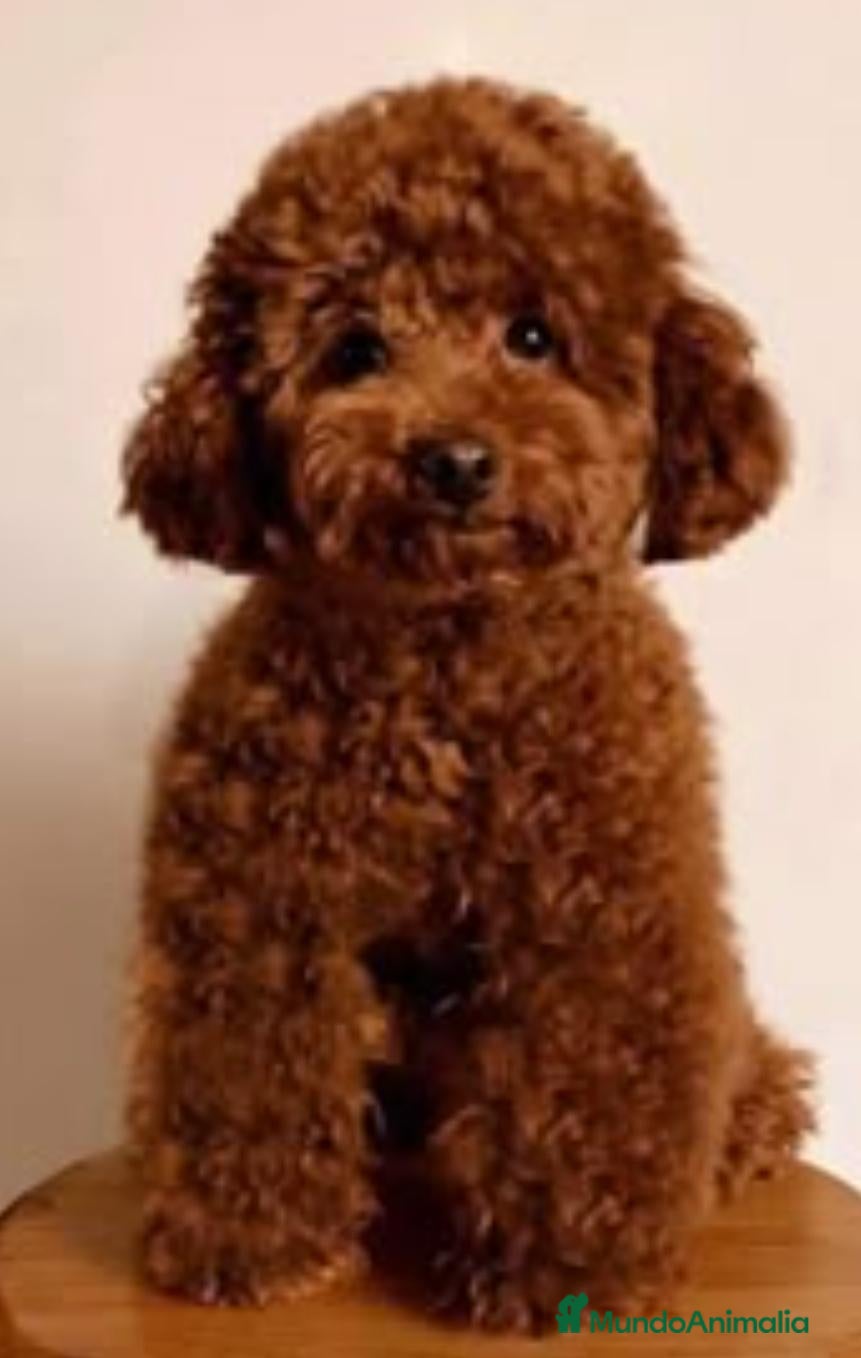 Caniche Toy perros Caniche toy - Anuncio 1