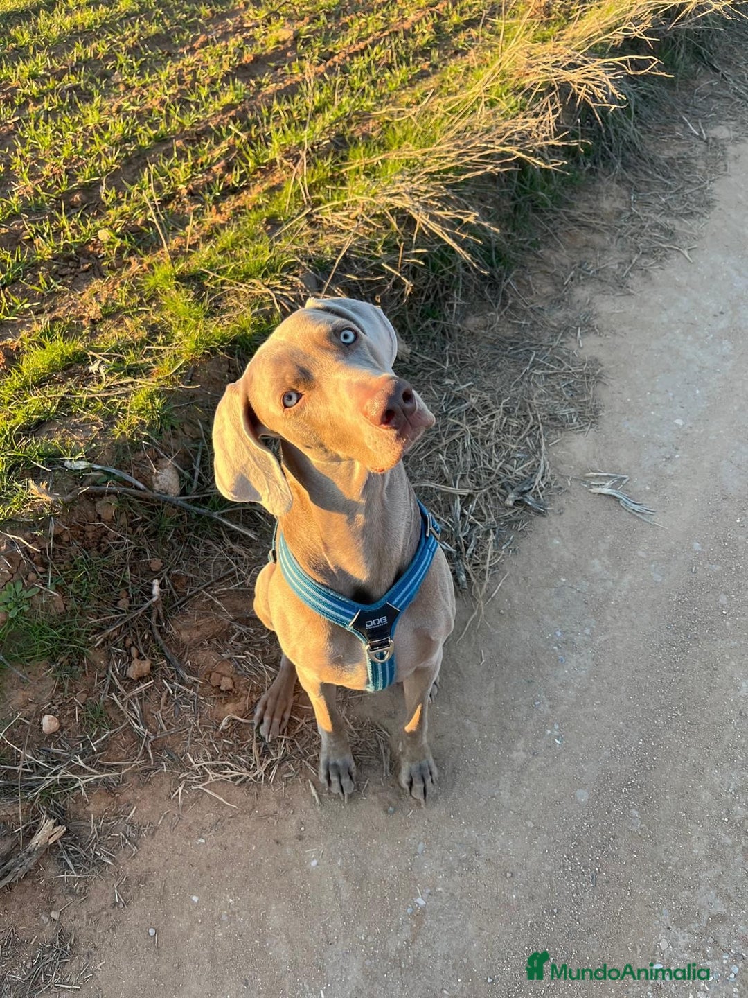 Weimaraner perros en venta: Braco de Weimar, cachorros  - Imagen 4