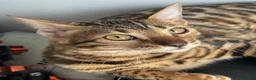 Bengalí gatos en venta: Gatita Bengalí - Anuncio 5