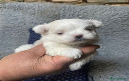 Bichón Maltés perros en venta: bichon maltes toy  - Imagen 1