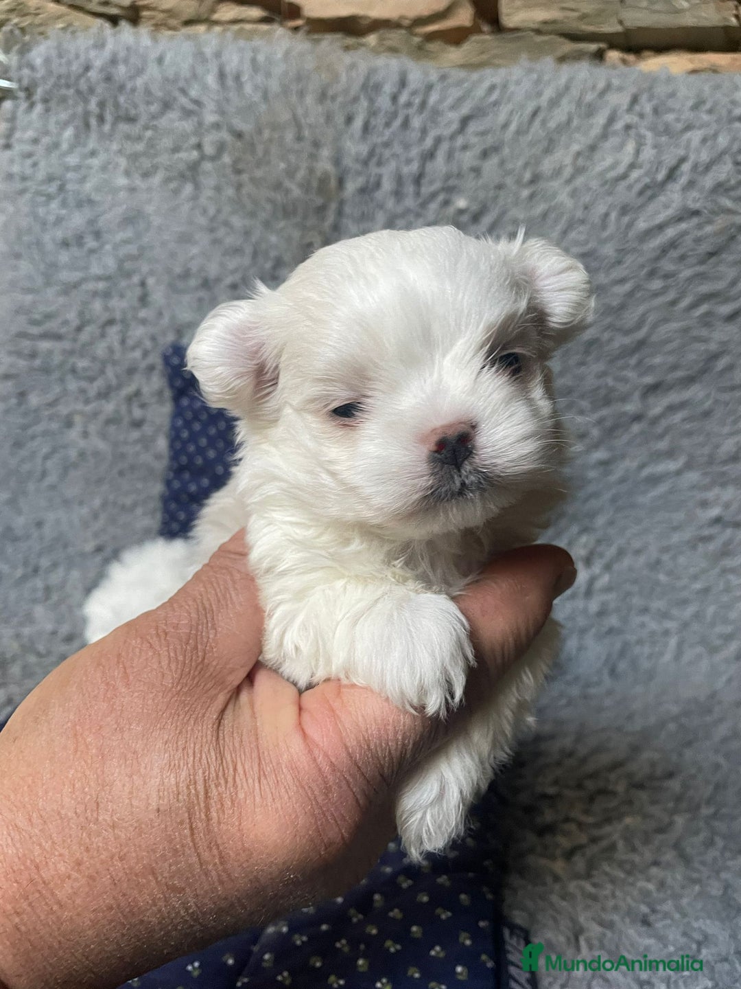 Bichón Maltés perros en venta: bichon maltes toy  - Imagen 1