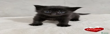 Maggie