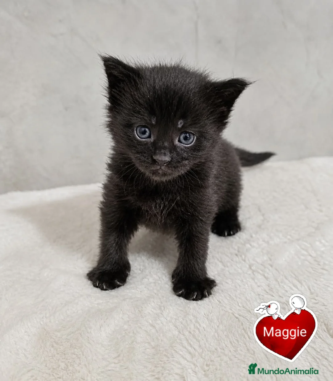 Maine Coon gatos en venta: Camada de gatitos maine coon - Anuncio 5