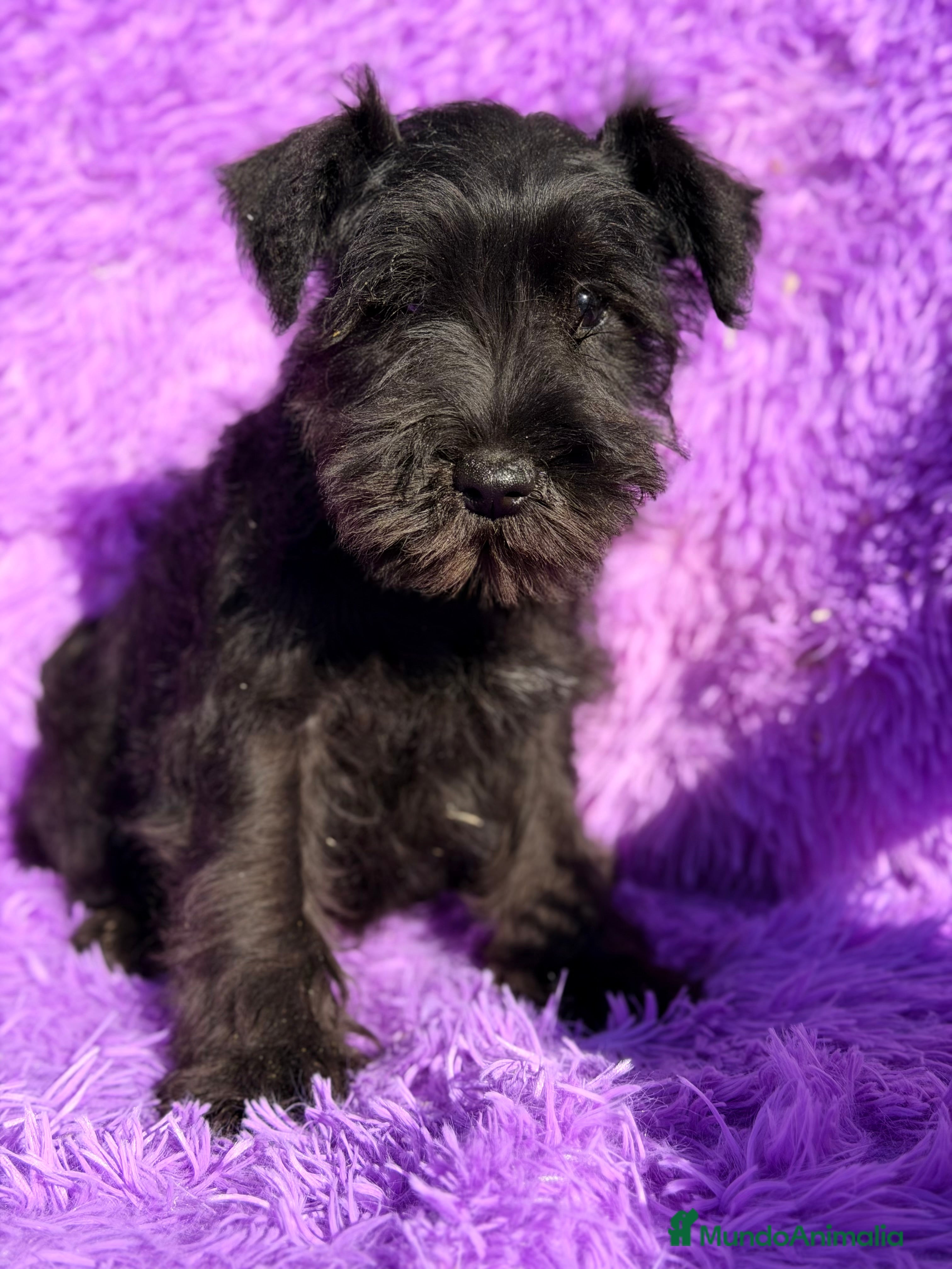 Schnauzer Miniatura perros Schnauzer negro azabache  - Anuncio 2