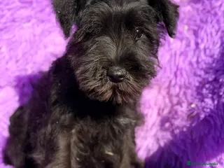 Schnauzer Miniatura perros Schnauzer negro azabache - Anuncio 2