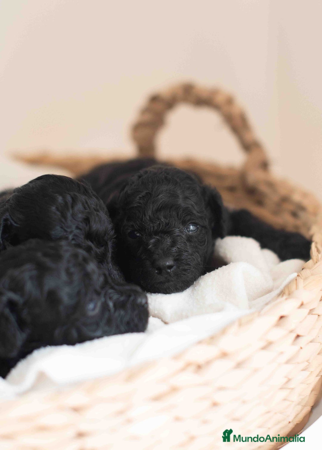 Caniche Toy perros en venta: Caniches toys negros - Anuncio 12