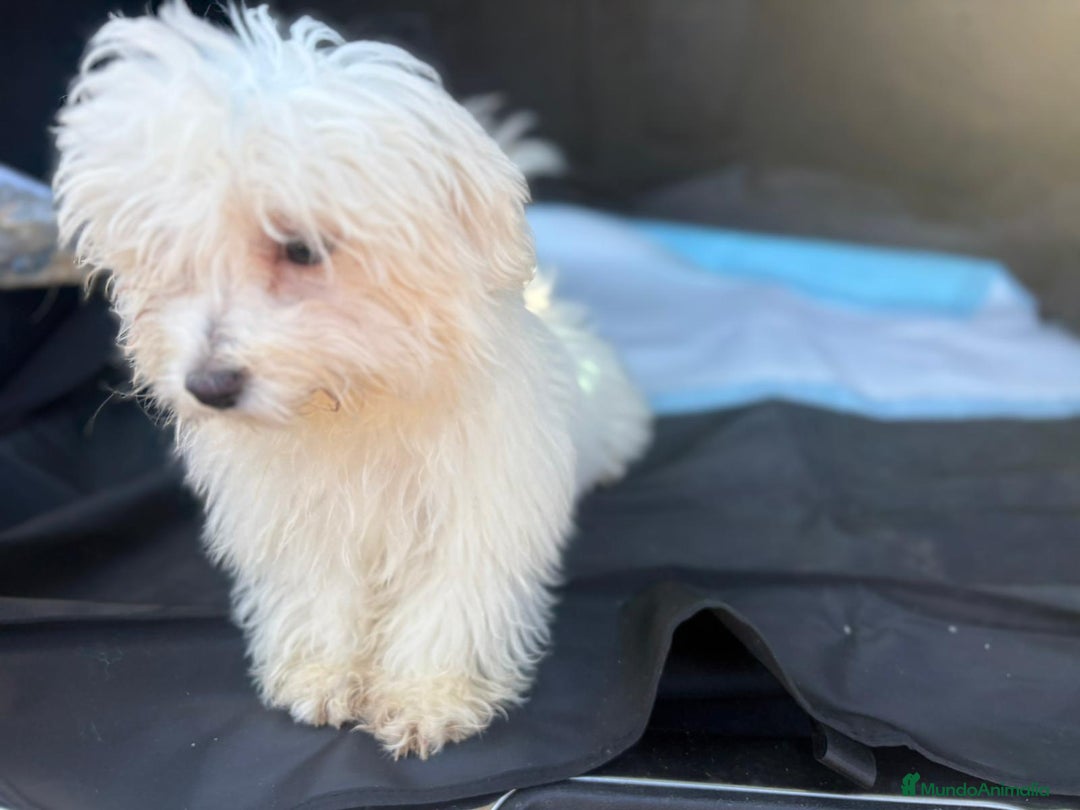 Bichón Maltés perros en venta: Bichon maltés hembra  - Imagen 5