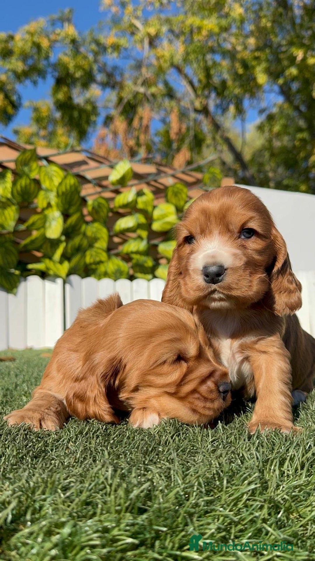 Cocker Spaniel Inglés perros en venta: COCKER SPANIEL INGLES - Anuncio 12