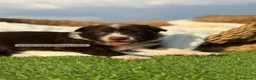 Border Collie perros en venta: BORDER COLLIE CHOCOLATE - Anuncio 1