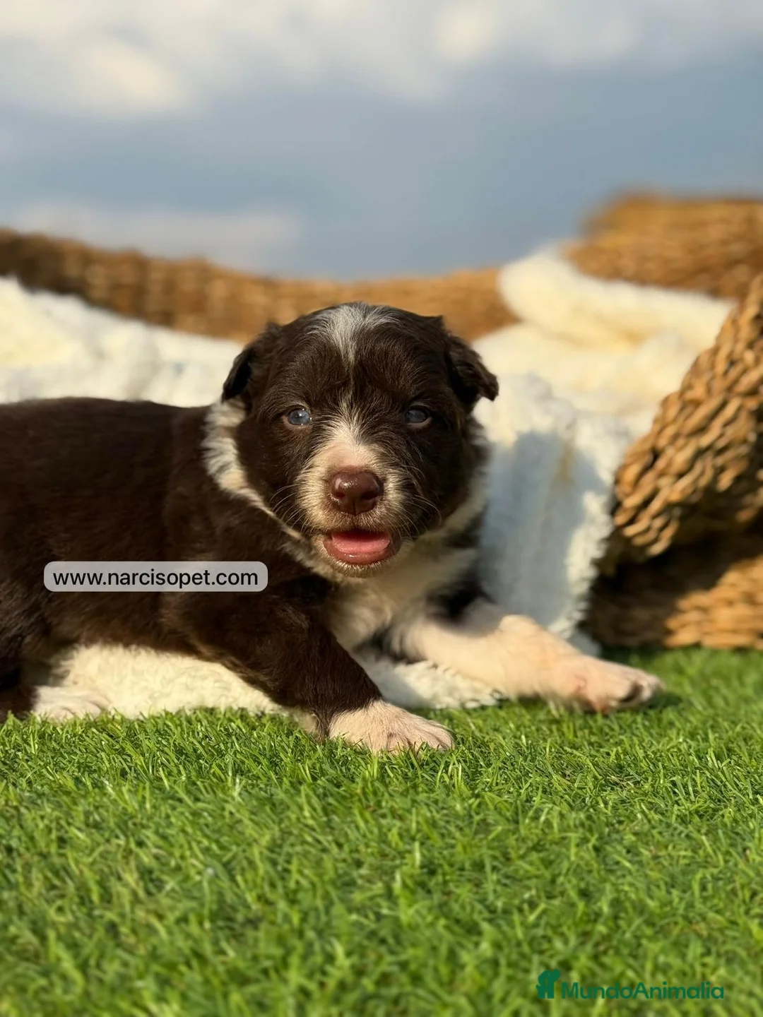 Border Collie perros en venta: BORDER COLLIE CHOCOLATE - Anuncio 1