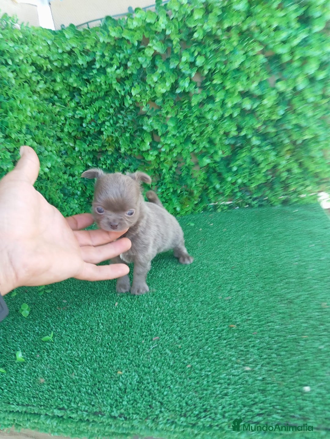 Chihuahua perros en venta: IMPRESIONANTE  CHIHUAHUA   LINEA  TOY  - Anuncio 36