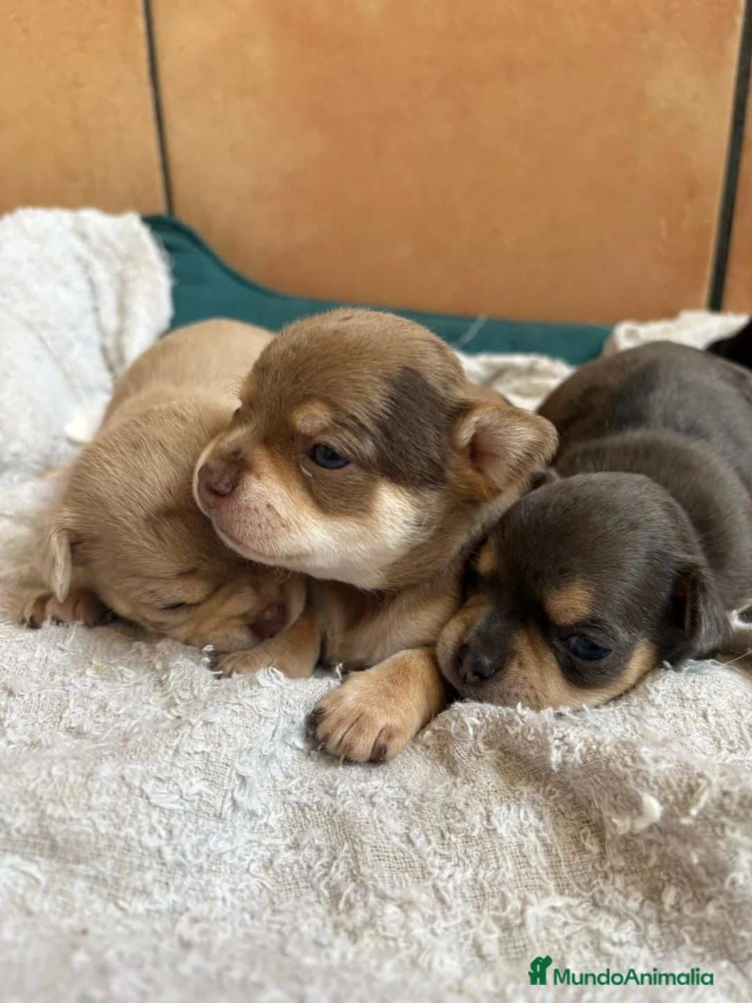 Chihuahua perros en venta: Chihuahua chocomerle hembra🐶🐾 - Anuncio 6