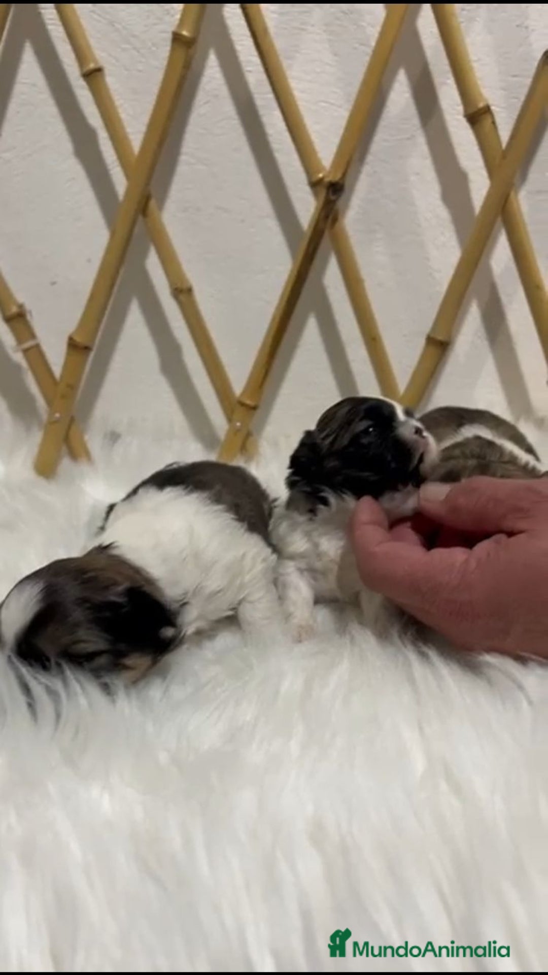 Shih Tzu perros en venta: SHIH TZU MINI - Anuncio 5