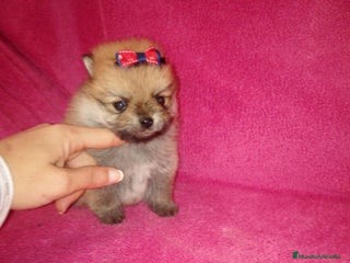 Pomerania perros en Badajoz - Anuncio 24