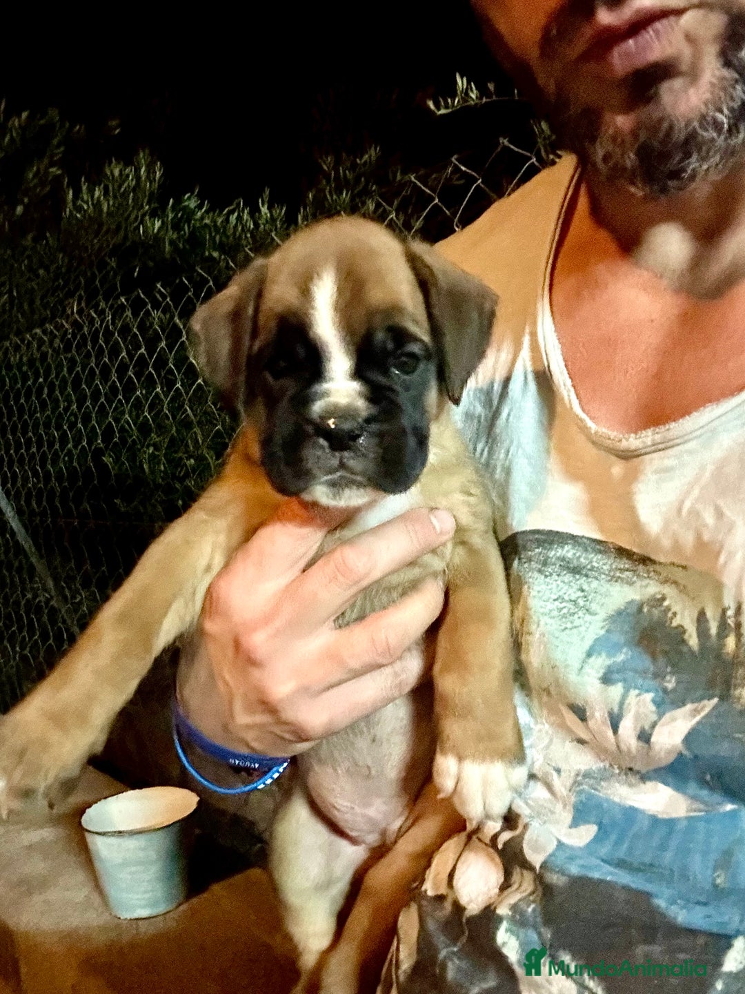 Boxer perros en venta: Boxer - Imagen 12